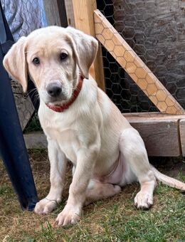 Reinrassige Labrador Welpen mit Ahnentafel silber und weiß - Bad Wildungen