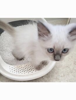 Siam Kitten. Katerchen. Kinderlieb. - Saarbrücken