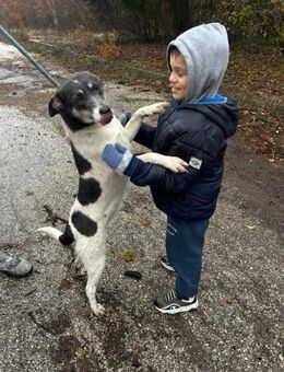 Aufgeweckte verspielte AIRA sucht ♥️ - München