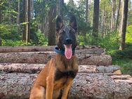 Junger, attraktiver Malinois Rüde - Dietingen