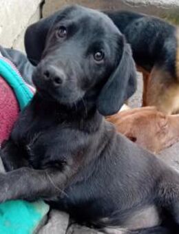 Junger liebenswerter Bence sucht - Olsberg