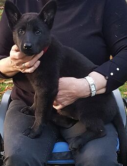 Deutsche Schäferhund Welpen (schwarze) - Friesoythe