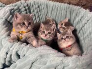 Reinrassige Bkh Kitten - Düsseldorf