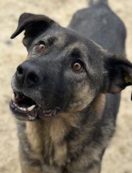 Butch aktiver & verschmuster Rüde - Berlin