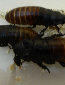 Fauchschaben Schaben Gromphadorhina Madagaskarfauchschabe 50x - Köln