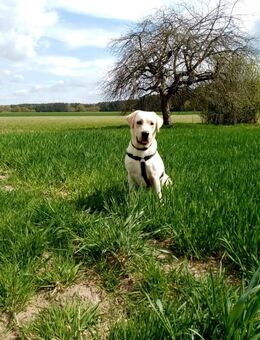 Labrador Deckrüde. Nicht zu Verkaufen. - Rodgau