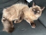 Heilige Birma Kater - Mönchengladbach