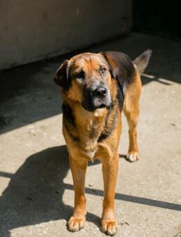 BUDDY - freundlicher, eher ruhiger Typ - Overath