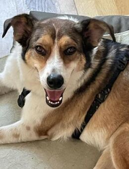 Cassy ist einfach eine Traumhündin! - Karben