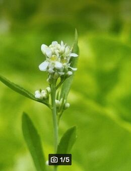 Gartenkresse (Lepidium sativum) - Horgenzell