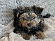 Yorkshire Terrier - Südliches Anhalt