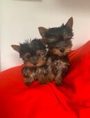 Yorkshire Terrier Welpe exklusiv in 96049