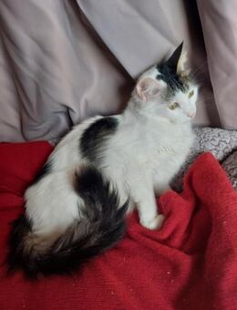 Mikito ❤️ immer fishing for compliments! - Kirchheim (München)