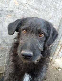 💛 Liebevoller Kane sucht dich 💛 - Eislingen (Fils)