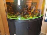 Juwel trigon 350l - Hohenleuben