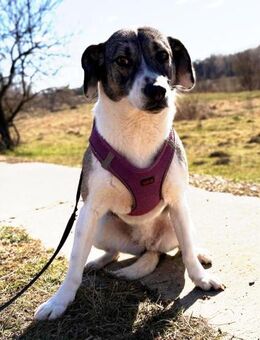 Mable - aus der Tötung gerettet - Blankenheim (Nordrhein-Westfalen)