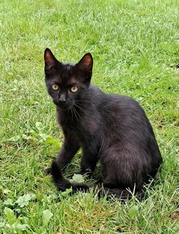 Kitten suchen ein liebevolles neues Zuhause - Bergneustadt