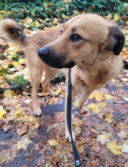 ARES auf Pflegestelle bei Kreuzfeld - Alfdorf