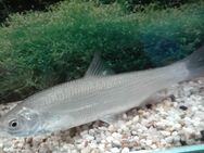 Nasen, Algenfresser für den Gartenteich - Hohenroth