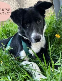 Herzensbrecherin LENA sucht ihr Zuhause❤ - Saarbrücken