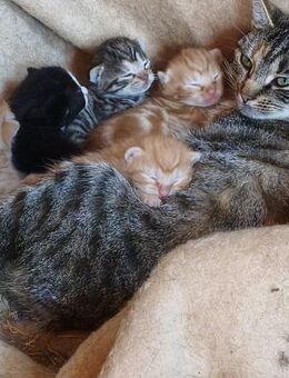 Katzenbabys BHK Kitten Katze Cat - Hamburg Altstadt