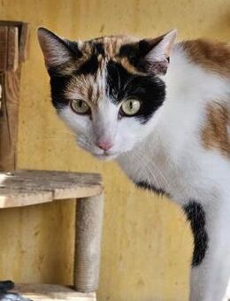 sehr aktive Blossom in Eppstein (ALM) - Geisenheim