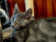 MainCoon Mixe 12 Wochen alt. - Berge (Brandenburg)