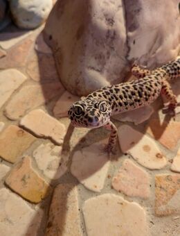 Leopardgecko Weibchen mit Terrarium - Klötze Jahrstedt
