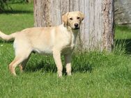 Aussiedor Junghund blond Labrador x Australian Shepherd - Marlow