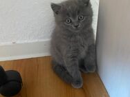 Bkh kitten 🥰🥰🥰🥰🥰 - Warendorf