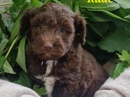 Toy Aussiedoodle Welpen - Hückelhoven
