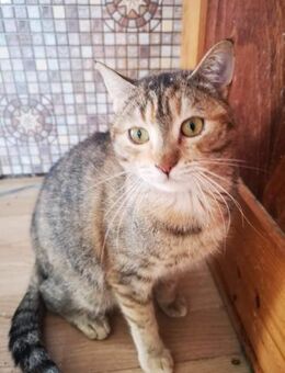 SCHMUSEKATZE OLIMBA - Augsburg