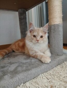 Luna Maine Coon BKH Mix Kitten weiblich - Haar