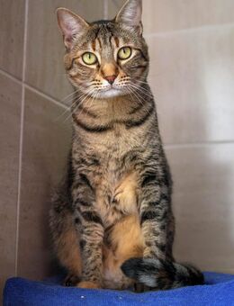 Katze Wifi- hat Charakter - Bochum