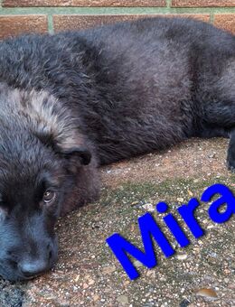 Husky-Bordercollie-Mix - Sontra