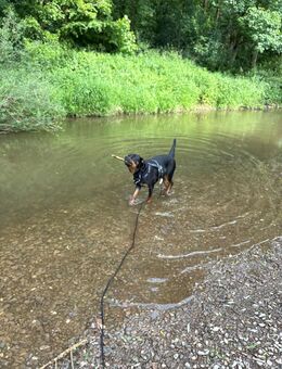 Rottweiler - Wittlich Zentrum
