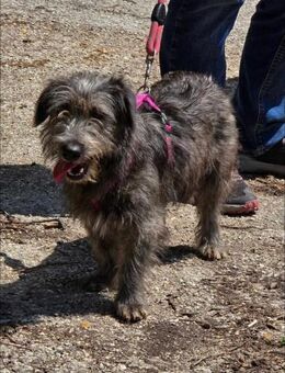 Menschenbezogener DUSTY sucht ♥️ - München