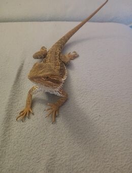 2 bartagame weibchen suchen ihr neues Zuhause - Uetersen