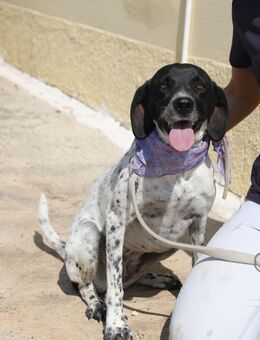 Hübsche Linda sucht ihr Zu Hause - Krefeld