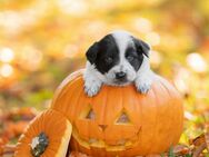 Border Collie Welpen Hündinnen - Tiefenort