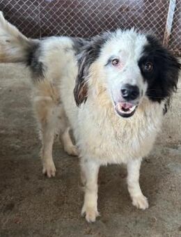 FLOKI - sehr verspielt, lieb und sozial! - Korschenbroich