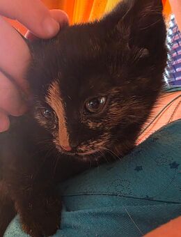 Wunderschöne Katzen Babykatzen Kitten abzugeben - Albstadt