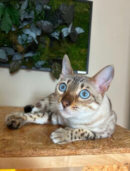 Bengal Katze Snow/Lynx weiblich - Velten