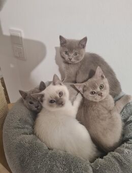 reine BKH Kitten suchen neues Zuhause - Bamberg