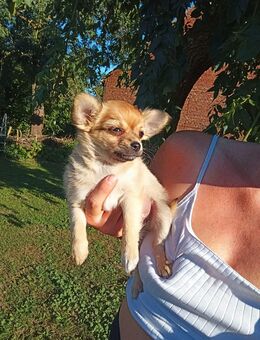 1 Reinrassiger Chihuahua Welpe Rüde - Wusterhausen (Dosse)