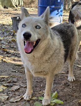 Husky-Mix Jenna sucht Fitness-Coach - Leonberg (Baden-Württemberg)