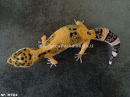 Leopardgecko 2024 Männchen Weibchen - Berlin