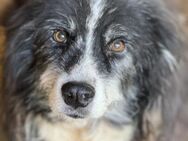 Freddy lernt zu vertrauen 🐾 - Elsdorf (Nordrhein-Westfalen)