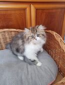 Reinrassige Perser Kitten mit Nase in 56766