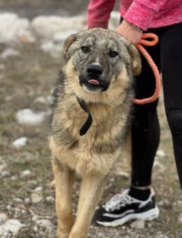 Pavarotti 🐾Kluges, neugieriges Kerlchen - München